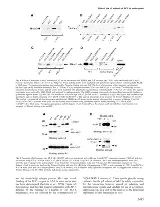 Role of the µ2 subunit of AP-2 in endocytosis
Fig. 4. Effects of mutations in the C-terminus of µ2 on the interaction with TGN38 and EGF receptor. (A) COS-1 cells transfected with HA-µ2
truncated at residues 420 (CЈ420) or 428 (CЈ428) were lysed, and the lysates were incubated with glutathione–agarose beads containing GST–EGFR
or GST alone. The agarose precipitates were analyzed by Western blotting with anti-HA. The level of expression of two mutants was identical.
(B) Wild-type (WT), truncation mutants (CЈ409, CЈ420 and CЈ428) and point mutants D176A and W421A of HA-µ2 were 35S-labeled by in vitro
translation in reticulocyte lysates, and the lysates were incubated with glutathione–agarose beads containing GST–TGN38 or GST alone. The agarose
precipitates were resolved by SDS–PAGE and analyzed by radioautography. The W421A mutant consistently displayed high non-speciﬁc binding to
glutathione–agarose beads. (C) HEK293 cells transfected with wild-type HA-µ2, D176A or W421 mutants of HA-µ2 were lysed, and incubated with
glutathione–agarose beads containing GST–EGFR or GST–EGFRY974A. The agarose precipitates were analyzed by Western blotting with anti-HA.
The level of expression of all three constructs was identical. (D) HeLa cells grown in the absence of tetracycline to express wild-type HA-µ2 or
HA-µ2D176A/W421A mutant were lysed, and the lysates were incubated with glutathione–agarose beads containing GST–EGFR, GST–
EGFRY974A or GST alone. The agarose precipitates and the aliquots of cell lysates (5% of the amount used for pull-down experiments) were
analyzed by Western blotting with anti-HA.
Fig. 5. Assembly of µ2 mutants into AP-2. (A) HEK293 cells were transfected with wild-type HA-µ2 (WT), truncation mutants of HA-µ2 with the
last residue being 420 (CЈ420) or 428 (CЈ428), HA-µ2D176A (D176A) or HA-µ2W412A constructs. AP-2 was immunoprecipitated with AP.6
antibody, and HA-µ2 proteins and α-adaptins were detected in immunoprecipitates using anti-HA and AC1-M11 antibodies, respectively. The
aliquots of cell lysates were analyzed by Western blotting with anti-HA. (B) HeLa cells expressing (–TET) or not expressing (ϩTET) HA-µ2D176A/
W421A were lysed and AP-2 was precipitated using AP.6 antibody. The α-adaptins and µ2 proteins (endogenous and HA-tagged) were detected by
Western blotting with AC1-M11 antibody and anti-µ2 serum, respectively.
and the trans-Golgi adaptor protein AP-1 was tested.
Binding of the EGF receptor to AP-1 in vitro and in vivo
has been documented (Sorkina et al., 1999). Figure 6B
demonstrates that the EGF receptor interaction with AP-1,
detected by the presence of γ-adaptin in GST–EGFR
precipitates, was not affected by the overexpression of
2493
D176A/W421A mutant µ2. These results provide strong
evidence that the µ2 subunit of AP-2 is solely responsible
for the interaction between coated pit adaptors and
internalization signals, and validate the use of µ2 mutant-
expressing cells as a tool for the analysis of the functional
importance of this interaction in vivo.
 