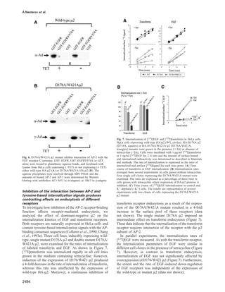 A.Nesterov et al.
Fig. 6. D176A/W421A µ2 mutant inhibits interaction of AP-2 with the
EGF receptor C-terminus. GST–EGFR, GST–EGFRY974A or GST
alone were bound to glutathione–agarose beads, and incubated with
lysates from HeLa cells expressing (–TET) or not expressing (ϩTET)
either wild-type HA-µ2 (A) or D176A/W421A HA-µ2 (B). The
agarose precipitates were resolved through SDS–PAGE and the
amounts of bound AP-2 and AP-1 were determined by Western
blotting with antibodies AC1-M11 to α-adaptins or 100/3 to γ-adaptin.
Inhibition of the interaction between AP-2 and
tyrosine-based internalization signals produces
contrasting effects on endocytosis of different
receptors
To investigate how inhibition of the AP-2 receptor-binding
function affects receptor-mediated endocytosis, we
analyzed the effect of dominant-negative µ2 on the
internalization kinetics of EGF and transferrin receptors.
Both receptors are naturally expressed in HeLa cells and
contain tyrosine-based internalization signals with the AP-
binding consensus sequences (Collawn et al., 1990; Chang
et al., 1993a). Three cell lines, inducibly expressing wild-
type, single mutant D176A µ2 and double mutant D176A/
W421A µ2, were examined for the rates of internalization
of labeled transferrin and EGF. As shown in Figure 7,
[125I]transferrin was internalized rapidly in all cell lines
grown in the medium containing tetracycline. However,
induction of the expression of D176/W421 µ2 produced
a 4-fold decrease in the rate of internalization of transferrin,
whereas this rate was unaffected by the expression of
wild-type HA-µ2. Moreover, a continuous inhibition of
2494
Fig. 7. Internalization of [125I]EGF and [125I]transferrin in HeLa cells.
HeLa cells expressing wild-type HA-µ2 (WT, circles), HA-D176A µ2
(D716A, squares) or HA-D176A/W421A µ2 (D176A/W421A,
triangles) mutants were grown in the presence (ϩTet) or absence of
tetracycline (–Tet). Cells were incubated with 1 µg/ml [125I]transferrin
or 1 ng/ml [125I]EGF for 2–6 min and the amount of surface-bound
and internalized radioactivity was determined as described in Materials
and methods. The rate of internalization is expressed as the ratio of
internalized and surface [125I]ligand for each time point. (A) Time
course of transferrin or EGF internalization. (B) Internalization rates
averaged from several experiments in cells grown without tetracycline.
Four single cell clones expressing the D176A/W421A mutant were
examined. The rates are expressed as a percentage of these rates in
cells grown with tetracycline where expression of HA-µ2 proteins is
inhibited. (C) Time course of [125I]EGF internalization in control and
Kϩ-depleted (–Kϩ) cells. The results are representative of several
experiments with two clones of cells expressing the D176A/W421A
µ2 mutant.
transferrin receptor endocytosis as a result of the expres-
sion of the D176A/W421A mutant resulted in a 4-fold
increase in the surface pool of these receptors (data
not shown). The single mutant D176A µ2 imposed an
intermediate effect on transferrin endocytosis (Figure 7).
These data indicate that the internalization of the transferrin
receptor requires interaction of the receptor with the µ2
subunit of AP-2.
In parallel experiments, the internalization rates of
[125I]EGF were measured. As with the transferrin receptor,
the internalization parameters of EGF were similar in
different cell clones in the presence of tetracycline (Figure
7). However, in contrast to transferrin endocytosis,
internalization of EGF was not signiﬁcantly affected by
overexpression of D176/W421 µ2 (Figure 7). Furthermore,
the extent and the rate of EGF-induced down-regulation
of EGF receptors was independent of the expression of
the wild-type or mutant µ2 (data not shown).
 
