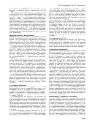 Role of the µ2 subunit of AP-2 in endocytosis
protease inhibitors (5 ml of B-PER per 1 l of bacterial culture), sonicated
and cleared by centrifugation. Aliquots of bacterial lysate were stored
at –80°C.
GST–EGFR and GST–EGFRY974A were made in E.coli B834 (DE3)
pLysS, which were grown in LB (supplemented with ampicillin and
chloramphenicol) to A260 ~0.6. The expression was induced with 0.1 mM
IPTG for 2–3 h at 37°C. The cells were harvested and washed once in
50 mM Tris, 2 mM EDTA, 1 mM phenylmethylsulfonyl ﬂuoride (PMSF)
pH 8.0 and frozen at –80°C. The cell pellets were sonicated in 50 mM Tris,
4 mM EDTA, 2 mM EGTA, 1 mM dithiothreitol (DTT), 25% (w/v) sucrose
pH 8.0supplemented with1% Triton X-100,1% proteasecocktail (Sigma),
10 mg/ml aprotinin, 10 mg/ml leupeptin and 10 mg/ml iodacetamide. After
20 min centrifugation at 100 000 g, the supernatanats were bound to
glutathione–Sepharose 4B beads (Pharmacia) at the ratio of 700 ml per
50 ml of starting culture for 3 h at 4°C. The beads were washed three
times in ice-cold Ca2ϩ, Mg2ϩ-free phosphate-buffered saline (CMF-PBS),
resuspended in an equal volume of fresh CMF-PBS to give a 50% (v/v)
slurry, and stored at 4°C.
Mammalian cell culture and transfections
HEK293 cells were grown in Dulbecco’s modiﬁed Eagle’s medium
(DMEM) containing 10% fetal bovine serum (FBS), antibiotics and
glutamine. COS-1 cells were grown in DMEM containing 10% newborn
calf serum, antibiotics and glutamine. HeLa cells expressing tet-off
transactivator (Damke et al., 1995) were provided by S.Schmid (Scripps
Institute, La Jolla, CA). HeLa cells were grown in DMEM containing
10% FBS, antibiotics and glutamine, and supplemented with G418.
For transient expression, cells grown to 50–80% conﬂuencey were
transfected with pcDNA3 plasmids using a calcium phosphate transfec-
tion kit (5Ј–3Ј, Boulder, CO), Lipofectamine (Gibco-BRL) or Effectene
(Qiagen). Transient transfections were used for all experiments with
COS-1 and HEK293 cells. Transfected cells were split 1 day after
transfection to dishes and glass coverslips and used for experiments on
the second or third day. Cells were grown to ~90 or 50% conﬂuency
for co-immunoprecipitation or immunoﬂuorescence experiments,
respectively.
HeLa cell lines expressing µ2 constructs under the tetracycline-off-
controlled promoter were generated as outlined in Damke et al. (1995).
The cells were grown in DMEM supplemented with 10% fetal calf
serum, 400 µg/ml G418, 100 U/ml penicillin, 100 U/ml streptomycin
and 0.25 µg/ml amphotericin B. Cells (5ϫ105) were transfected using
the calcium phosphate method with 17 µg of expression vector pUHG10-3
containing various µ2 constructs mixed with 1.5 µg of plasmid pBSpac,
containing the puromycin resistance selection marker. Individual colonies
selected in the presence of 200 ng/ml puromycin and 2 µg/ml tetracycline
were isolated and analyzed for the expression of epitope-tagged µ2
constructs by Western blotting using antibody 16B12.
For the experiments, cells were plated in the growth medium that did
not contain selection markers with or without tetracycline. At 24 h after
plating, medium was replaced with the fresh medium with or without
tetracycline supplemented with 2 mM sodium butyrate to ensure the
high rates of HA-µ2 expression necessary to replace endogenous
µ2 from AP-2 complexes. Experiments were performed 3–4 days
after plating.
GST pull-down experiments
COS-1, HEK293 or HeLa cells expressing µ2 proteins were washed
with CMS-PBS and lysed in Triton/glycerol/HEPES buffer (TGH):
50 mM HEPES pH 7.4, 1% Triton X-100, 10% glycerol, 100 mM NaCl,
1 mM NaF, 1 mM EDTA, 1 mM EGTA, 1 mM PMSF, 10 mg/ml
leupeptin, 10 mg/ml aprotinin, 10 mM benzamidine for 10 min at 4°C.
The lysates were then cleared by centrifugation for 45 min at 125 000 g
in a Beckman TLA 45 rotor.
35S-Labeled µ2 proteins were made by in vitro transcription and
translation from a T7 promoter using the Promega TNT kit, according
to the supplier’s protocol. Prior to pull-down experiments, aliquots of
TNT reactions (10% of the total reaction mixure) were electrophoresed
and the amounts of labeled µ2 proteins were determined by phosphor-
imaging. Typically, these amounts varied by not more than 15%. Between
43 and 47 µl of TNT reactions corresponding to equivalent amounts of
the labeled proteins were diluted with 1 ml of TGH containing 25 mg/ml
bovine serum albumin (BSA) and cleared by centrifugation for 45 min
at 125 000 g.
For GST–TGN38 binding experiments, aliquots (0.5 ml) of E.coli
lysates were incubated with 10 µl of glutathione–agarose beads for 2–3 h
at 4°C. The beads were then washed once with 1 ml of TGH containing
25 mg/ml BSA, and incubated with 0.2–0.5 ml of TGH-diluted TNT
2497
reactions for 2–5 h at 4°C, washed three times with TGH and heated in
30 µl of SDS sample buffer. The precipitates from the TNT reactions
were separated by SDS–PAGE, gels were dried and exposed to X-ray
ﬁlms and analyzed by phosphorimaging. The pull-down experiments
with GST–EGFR and in vitro translated µ2 were carried out similarly.
However, because of the low yield of GST–EGFR protein, the ratio of
speciﬁc and non-speciﬁc signals in these experiments was lower than
that in experiments with GST–TGN38.
In binding experiments with HA-µ2 expressed in vivo, beads loaded
with GST, GST–EGFR and GST–EGFRY974A were washed once in
CMF-PBS and incubated with mammalian cell lysates for 3 h at 4°C.
The beads were washed three times with 600 ml of 150 mM KCl,
20 mM HEPES, 2 mM MgCl2 pH 7.2, then heated in sample buffer for
5 min at 80°C. The precipitates from cell lysates were then resolved by
SDS–PAGE, and the proteins were transferred to nitrocellulose mem-
branes and probed by Western blotting with various antibodies to AP-2
subunits or to the HA epitope tag followed by species-speciﬁc secondary
antibodies or protein A (Zymed, Inc.) conjugated with horseradish
peroxidase. The enhanced chemiluminescence kits were from Pierce and
Amersham.
Immunoprecipitation of APs
TGH lysates were prepared from µ2-expressing cells, and cleared as
described above. APs were immunoprecipitated with AP.6 or Ab32
antibodies speciﬁc to α- or β-adaptins, respectively. The precipitates
were washed with TGH, denatured by heating in sample buffer, and
resolved on SDS–PAGE followed by transfer to the membrane and
Western blotting with various antibodies to AP subunits and anti-HA.
Immunoﬂuorescence staining
COS-1 cells transiently expressing µ2 proteins were grown on coverslips.
The cells were washed with CMF-PBS and ﬁxed with freshly prepared
4% paraformaldehyde (Electron Microscopy Sciences) for 12 min at
room temperature, and mildly permeabilized using a 3 min incubation
in CMF-PBS containing 0.1% Triton X-100 and 1% BSA at room
temperature. HeLa cells expressing µ2 proteins under the control of the
tetracycline-dependent promoter were permeabilized mildly with 0.1%
Triton X-100 for 3 min at 4°C before ﬁxation. This pre-treatment
eliminated a signiﬁcant background staining of HeLa cells with anti-HA
antibodies but does not affect staining of clathrin-coated pits with various
antibodies to clathrin and AP-2. We found that monoclonal 16B12
antibody is the only anti-HA antibody that recognizes the internal HA
tag. Therefore, for double-labeling, this monoclonal antibody was paired
with a polyclonal antibody to β-adaptin, Ab32.
Fixed cells were incubated in CMF-PBS containing 1% BSA at room
temperature for 1 h with rabbit Ab32 and mouse anti-HA antibodies,
washed intensively and then incubated with the secondary donkey anti-
mouse and anti-rabbit IgG labeled with Texas red and ﬂuorescein
isothiocyanate (FITC), respectively (Jackson Tec.). Both primary and
secondary antibody solutions were pre-cleared by centrifugation at
100 000 g for 10 min. After staining, the coverslips were mounted in
Fluoromount-G (Fisher) containing 1 mg/ml p-phenylenediamine. To
obtain high-resolution three-dimensional images of cells, we used an
imaging workstation consisting of the thermoelectrically cooled charged-
coupled device (CCD) Micromax camera with Sony Interline area array
(Princeton Instruments) and a Nikon Diaphot microscope equipped with
z-step motor and dual ﬁlter wheel controlled by QED Imaging or
Intelligent Imaging Innovation (Denver, CO) software. Typically, 15–40
serial two-dimensional images were recorded at 100–200 nm intervals.
A Z-stack of images obtained was deconvoluted using a modiﬁcation of
the constrained iteration method. Final analysis of all images was
performed using AdobePhotoshop 4.03.
Internalization of [125I]EGF and [125I]transferrin
To monitor [125I]EGF or [125I]transferrin internalization, HeLa cells were
grown in 12-well dishes in the presence or absence of tetracycline. The
cells were incubated in binding medium for 1 h prior to experiments.
To measure the internalization rates, cells were incubated with [125I]EGF
(1 ng/ml) or [125I]transferrin (1 µg/ml) in binding medium at 37°C for
1–6 min. A low concentration of [125I]EGF was used to avoid saturation
of the internalization machinery. After the indicated times, the medium
was aspirated, and the monolayers were washed rapidly three times with
DMEM to remove unbound ligand. The cells were then incubated for
5 min with 0.2 M acetic acid (pH 2.8) containing 0.5 M NaCl at 4°C.
The acid wash was combined with another short rinse in the same buffer,
and used to determine the amount of surface-bound [125I]ligand. The
cells were lysed in 1 M NaOH to determine the intracellular (internalized)
 
