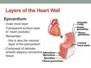 Layers of the Heart Wall
Epicardium:
• Outer most layer
• Transparent surface layer
of heart (outside)
• Remember:
• this is also the visceral
layer of the pericaridum
• Composed of delicate,
smooth slippery connective
tissue
 