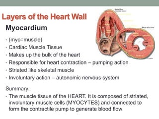 Layers of the Heart Wall
Myocardium
• (myo=muscle)
• Cardiac Muscle Tissue
• Makes up the bulk of the heart
• Responsible for heart contraction – pumping action
• Striated like skeletal muscle
• Involuntary action – autonomic nervous system
Summary:
• The muscle tissue of the HEART. It is composed of striated,
involuntary muscle cells (MYOCYTES) and connected to
form the contractile pump to generate blood flow
 