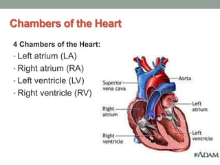 Chambers of the Heart
4 Chambers of the Heart:
• Left atrium (LA)
• Right atrium (RA)
• Left ventricle (LV)
• Right ventricle (RV)
 