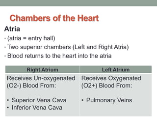 Chambers of the Heart
Atria
• (atria = entry hall)
• Two superior chambers (Left and Right Atria)
• Blood returns to the heart into the atria
Right Atrium Left Atrium
Receives Un-oxygenated
(O2-) Blood From:
• Superior Vena Cava
• Inferior Vena Cava
Receives Oxygenated
(O2+) Blood From:
• Pulmonary Veins
 