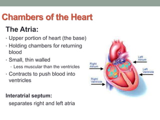 Chambers of the Heart
The Atria:
• Upper portion of heart (the base)
• Holding chambers for returning
blood
• Small, thin walled
• Less muscular than the ventricles
• Contracts to push blood into
ventricles
Interatrial septum:
separates right and left atria
 