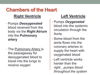 Chambers of the Heart
Right Ventricle
• Pumps Deoxygenated
blood received from the
body via the Right Atrium
into the Pulmonary
artery
• The Pulmonary Artery is
the passageway for
deoxygenated blood to
travel into the lungs to
receive oxygen
Left Ventricle
• Pumps Oxygenated
blood into the systemic
circulation through the
Aorta
• Some blood from the
aorta flows into the
coronary arteries to
supply the heart with
oxygenated blood
• Left ventricle works
harder than the
right…pumps blood
throughout the system
 