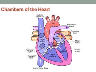 Chambers of the Heart
 