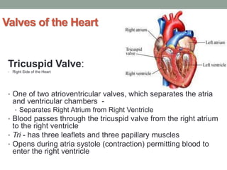Valves of the Heart
Tricuspid Valve:
• Right Side of the Heart
• One of two atrioventricular valves, which separates the atria
and ventricular chambers -
• Separates Right Atrium from Right Ventricle
• Blood passes through the tricuspid valve from the right atrium
to the right ventricle
• Tri - has three leaflets and three papillary muscles
• Opens during atria systole (contraction) permitting blood to
enter the right ventricle
 