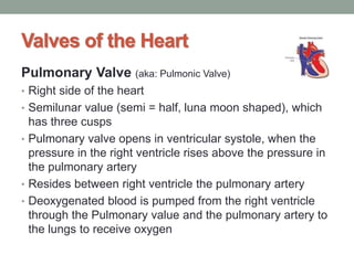 Valves of the Heart
Pulmonary Valve (aka: Pulmonic Valve)
• Right side of the heart
• Semilunar value (semi = half, luna moon shaped), which
has three cusps
• Pulmonary valve opens in ventricular systole, when the
pressure in the right ventricle rises above the pressure in
the pulmonary artery
• Resides between right ventricle the pulmonary artery
• Deoxygenated blood is pumped from the right ventricle
through the Pulmonary value and the pulmonary artery to
the lungs to receive oxygen
 