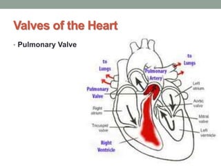 Valves of the Heart
• Pulmonary Valve
 