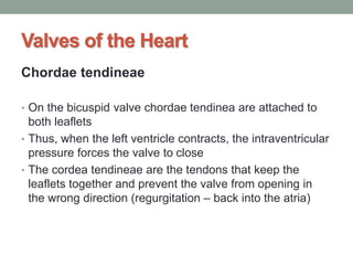 Valves of the Heart
Chordae tendineae
• On the bicuspid valve chordae tendinea are attached to
both leaflets
• Thus, when the left ventricle contracts, the intraventricular
pressure forces the valve to close
• The cordea tendineae are the tendons that keep the
leaflets together and prevent the valve from opening in
the wrong direction (regurgitation – back into the atria)
 