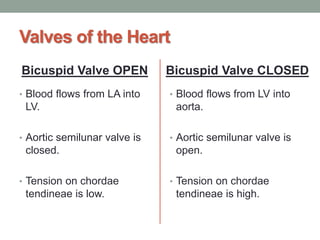 Valves of the Heart
Bicuspid Valve OPEN
• Blood flows from LA into
LV.
• Aortic semilunar valve is
closed.
• Tension on chordae
tendineae is low.
Bicuspid Valve CLOSED
• Blood flows from LV into
aorta.
• Aortic semilunar valve is
open.
• Tension on chordae
tendineae is high.
 
