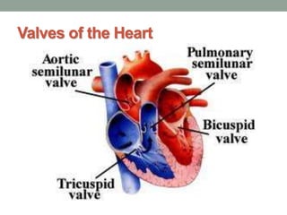 Valves of the Heart
 