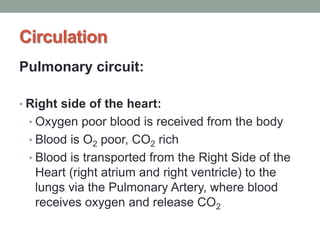 Circulation
Pulmonary circuit:
• Right side of the heart:
• Oxygen poor blood is received from the body
• Blood is O2 poor, CO2 rich
• Blood is transported from the Right Side of the
Heart (right atrium and right ventricle) to the
lungs via the Pulmonary Artery, where blood
receives oxygen and release CO2
 