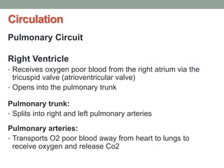 Circulation
Pulmonary Circuit
Right Ventricle
• Receives oxygen poor blood from the right atrium via the
tricuspid valve (atrioventricular valve)
• Opens into the pulmonary trunk
Pulmonary trunk:
• Splits into right and left pulmonary arteries
Pulmonary arteries:
• Transports O2 poor blood away from heart to lungs to
receive oxygen and release Co2
 