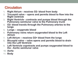 Circulation
1. Right Atrium - receives O2- blood from body
2. Tricuspid valve – opens and permits blood to flow into the
Right ventricle
3. Right Ventricle - contracts and pumps blood through the
Pulmonary semilunar valve to the Pulmonary trunk
4. O2- blood travels through the Pulmonary arteries to the
lungs
5. Lungs – oxygenate blood
6. Pulmonary veins return oxygenated blood to the Left
Atrium
7. Left Atrium – receives O2+ blood from the lungs
8. Bicuspid valve – valve opens and permits blood to drain
into the Left Ventricle
9. Left Ventricle copntracts and pumps oxygenated blood to
the - Aortic semilunar valve
10. Aorta
11. Body
 
