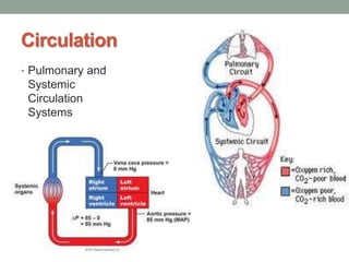 Circulation
• Pulmonary and
Systemic
Circulation
Systems
 