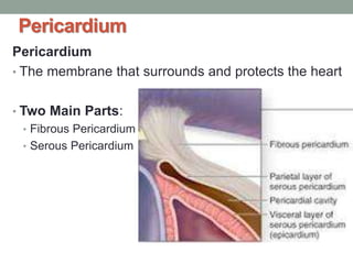 Pericardium
Pericardium
• The membrane that surrounds and protects the heart
• Two Main Parts:
• Fibrous Pericardium
• Serous Pericardium
 