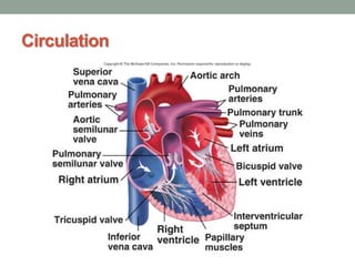 Circulation
 