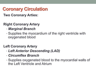 Coronary Circulation
Two Coronary Arties:
Right Coronary Artery
• Marginal Branch
• Supplies the myocardium of the right ventricle with
oxygenated blood
Left Coronary Artery
• Left Anterior Descending (LAD)
• Circumflex Branch
• Supplies oxygenated blood to the myocardial walls of
the Left Ventricle and Atrium
 