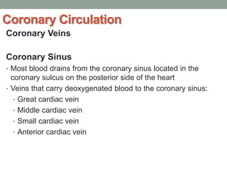 Coronary Circulation
Coronary Veins
Coronary Sinus
• Most blood drains from the coronary sinus located in the
coronary sulcus on the posterior side of the heart
• Veins that carry deoxygenated blood to the coronary sinus:
• Great cardiac vein
• Middle cardiac vein
• Small cardiac vein
• Anterior cardiac vein
 