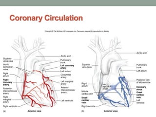 Coronary Circulation
 