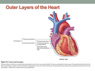 Outer Layers of the Heart
 