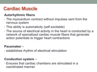 Cardiac Muscle
Autorhythmic fibers
• The myocardium contract without impulses sent from the
nervous system
• This ability is automaticity (self excitable)
• The source of electrical activity in the heart is conducted by a
network of specialized cardiac muscle fibers that generate
action potentials to trigger heart contractions
Pacemaker –
• establishes rhythm of electrical stimulation
Conduction system –
• Ensures that cardiac chambers are stimulated in a
coordinated manner
 