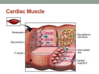 Cardiac Muscle
 