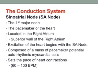 The Conduction System
Sinoatrial Node (SA Node)
• The 1st major node
• The pacemaker of the heart
• Located in the Right Atrium
• Superior wall of the Right Atrium
• Excitation of the heart begins with the SA Node
• Composed of a mass of pacemaker potential
auto-rhythmic myocardial cells
• Sets the pace of heart contractions
• (60 – 100 BPM)
 