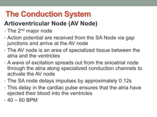 The Conduction System
Artioventricular Node (AV Node)
• The 2nd major node
• Action potential are received from the SA Node via gap
junctions and arrive at the AV node
• The AV node is an area of specialized tissue between the
atria and the ventricles
• A wave of excitation spreads out from the sinoatrial node
through the atria along specialized conduction channels to
activate the AV node
• The SA node delays impulses by approximately 0.12s
• This delay in the cardiac pulse ensures that the atria have
ejected their blood into the ventricles
• 40 – 60 BPM
 