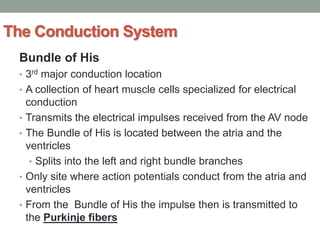 The Conduction System
Bundle of His
• 3rd major conduction location
• A collection of heart muscle cells specialized for electrical
conduction
• Transmits the electrical impulses received from the AV node
• The Bundle of His is located between the atria and the
ventricles
• Splits into the left and right bundle branches
• Only site where action potentials conduct from the atria and
ventricles
• From the Bundle of His the impulse then is transmitted to
the Purkinje fibers
 