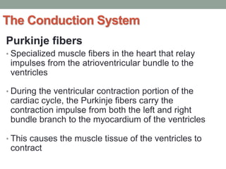 The Conduction System
Purkinje fibers
• Specialized muscle fibers in the heart that relay
impulses from the atrioventricular bundle to the
ventricles
• During the ventricular contraction portion of the
cardiac cycle, the Purkinje fibers carry the
contraction impulse from both the left and right
bundle branch to the myocardium of the ventricles
• This causes the muscle tissue of the ventricles to
contract
 