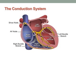 The Conduction System
 