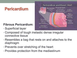 Pericardium
Fibrous Pericardium:
• Superficial layer
• Composed of tough inelastic dense irregular
connective tissue
• Resembles a bag that rests on and attaches to the
diaphragm
• Prevents over stretching of the heart
• Provides protection from the mediastinum
 