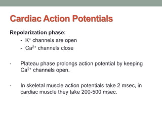 Cardiac Action Potentials
Repolarization phase:
- K+ channels are open
- Ca2+ channels close
• Plateau phase prolongs action potential by keeping
Ca2+ channels open.
• In skeletal muscle action potentials take 2 msec, in
cardiac muscle they take 200-500 msec.
 