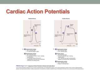 Cardiac Action Potentials
 