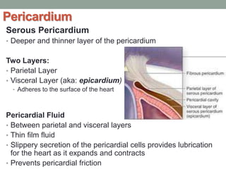 Pericardium
Serous Pericardium
• Deeper and thinner layer of the pericardium
Two Layers:
• Parietal Layer
• Visceral Layer (aka: epicardium)
• Adheres to the surface of the heart
Pericardial Fluid
• Between parietal and visceral layers
• Thin film fluid
• Slippery secretion of the pericardial cells provides lubrication
for the heart as it expands and contracts
• Prevents pericardial friction
 