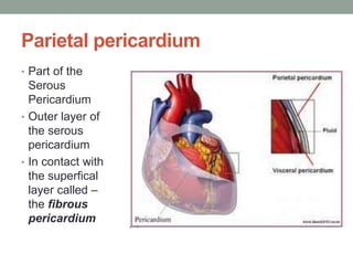 Parietal pericardium
• Part of the
Serous
Pericardium
• Outer layer of
the serous
pericardium
• In contact with
the superfical
layer called –
the fibrous
pericardium
 