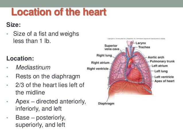A&P -The Cardiovascular System