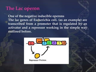 Regulation of Gene Expression in Prokaryotes | PPTX