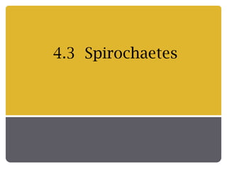 4.3 Spirochaetes
 