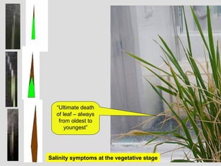 “Ultimate death
of leaf – always
from oldest to
youngest”
Salinity symptoms at the vegetative stage
 
