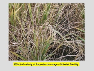 Effect of salinity at Reproductive stage – Spikelet Sterility
 