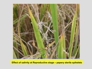 Effect of salinity at Reproductive stage – papery sterile spikelets
 