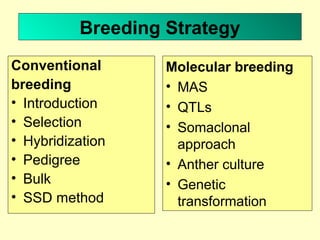 Breeding Strategy
Conventional
breeding
• Introduction
• Selection
• Hybridization
• Pedigree
• Bulk
• SSD method
Molecular breeding
• MAS
• QTLs
• Somaclonal
approach
• Anther culture
• Genetic
transformation
 