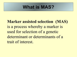 What is MAS?
Marker assisted selection  (MAS) 
is a process whereby a marker is 
used for selection of a genetic 
determinant or determinants of a 
trait of interest.
 