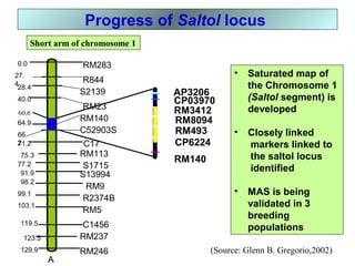 Progress of Saltol locus
• Saturated map of
the Chromosome 1
(Saltol segment) is
developed
• Closely linked
markers linked to
the saltol locus
identified
• MAS is being
validated in 3
breeding
populations
AP3206
RM3412
CP03970
RM8094
RM493
CP6224
RM140
(Source: Glenn B. Gregorio,2002)
RM283
R844
S2139
RM246
RM237
RM23
RM140
C17
RM113
S1715
S13994
RM9
R2374B
RM5
C1456
0.0
27.
4
129.9
60.6
123.5
119.5
103.1
99.1
98.2
91.9
40.0
28.4
64.9
66.
271.2
75.3
77.2
Short arm of chromosome 1
C52903S
A
 