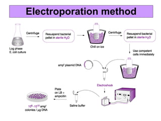 Electroporation method
 