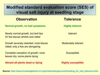 Modified standard evaluation score (SES) of
visual salt injury at seedling stage
Observation Tolerance
Normal growth, no leaf symptoms Highly tolerant
Nearly normal growth, but leaf tips
Or few leaves whitish and rolled
tolerant
Growth severely retarded; most leaves
rolled; only a few are elongating
Moderately tolerant
Complete cessation of growth; most
leaves dry; some plants dying
Susceptible
Almost all plants dead or dying Highly susceptible
Source: http://www.knowledgebank.irri.org/ricebreedingcourse/breeding_for_salt_tolerance.htm
 