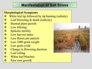 Manifestation of Salt Stress
Morphological Symptoms
   White leaf tip followed by tip burning (salinity)
     Leaf browning & death (sodicity)
     Stunted plant growth
     Low tillering
     Spikelet sterility
     Low harvest index
     Less florets per panicle
     Less 1000 grain weight
     Low grain yield
     Change in flowering duration 
     Leaf rolling
     White leaf blotches
     Poor root growth
 